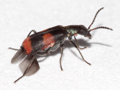 Anthocomus fasciatus